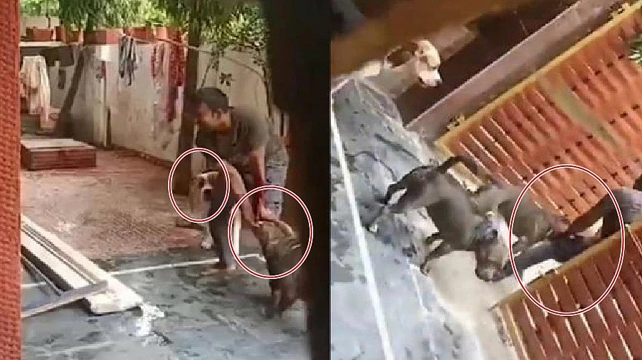 ಎದೆನಡುಗಿಸುವ ದೃಶ್ಯ: ಡೆಲಿವರಿ ಬಾಯ್ಗೆ ಕಚ್ಚಿದ ಪಿಟ್ಬುಲ್ ನಾಯಿಗಳು; ನಿನಗೆ ಬುದ್ಧಿ ಇಲ್ವಾ ಎಂದು ಬೈದ ಮನೆ ಮಾಲಕಿ!